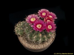 Gymnocalycium tillianum M41